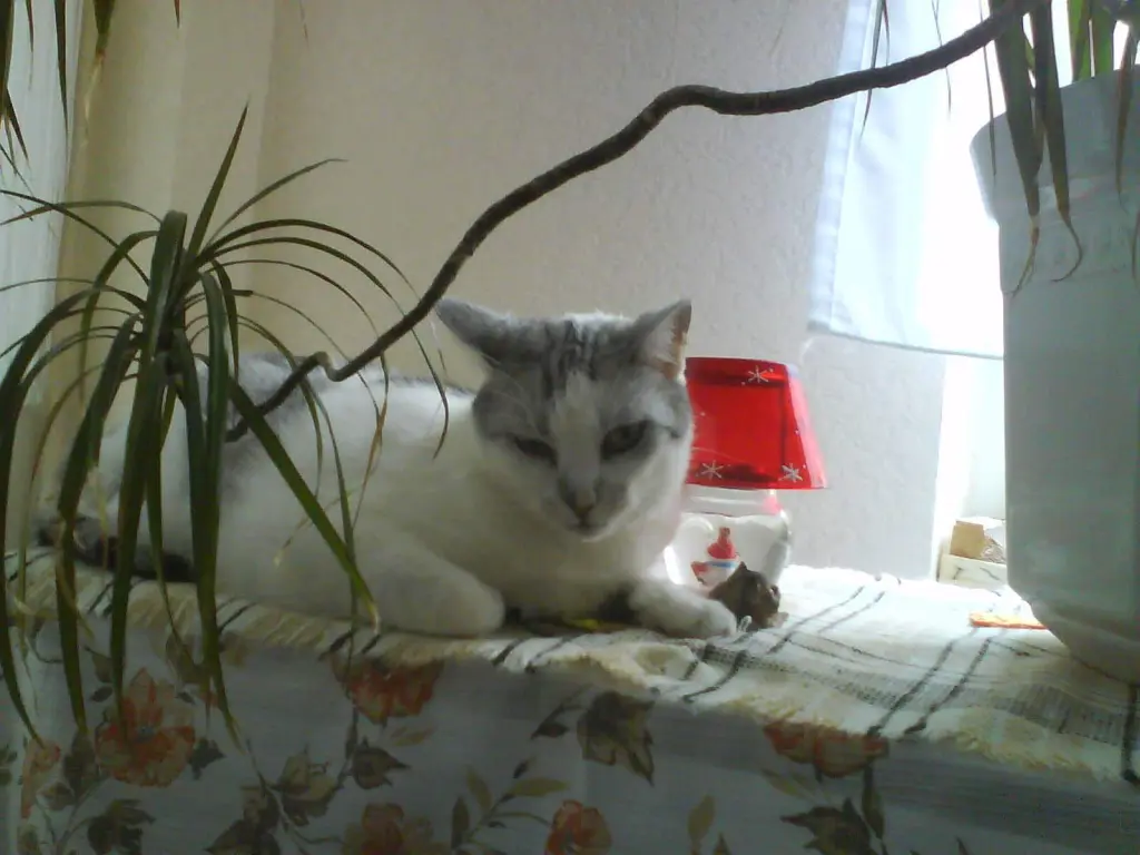 Condolence image of Sigrid