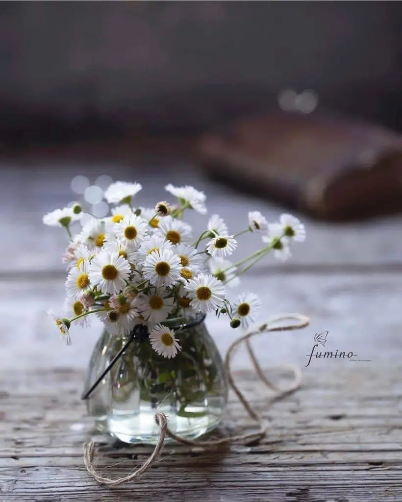 Condolence image of Sigrid