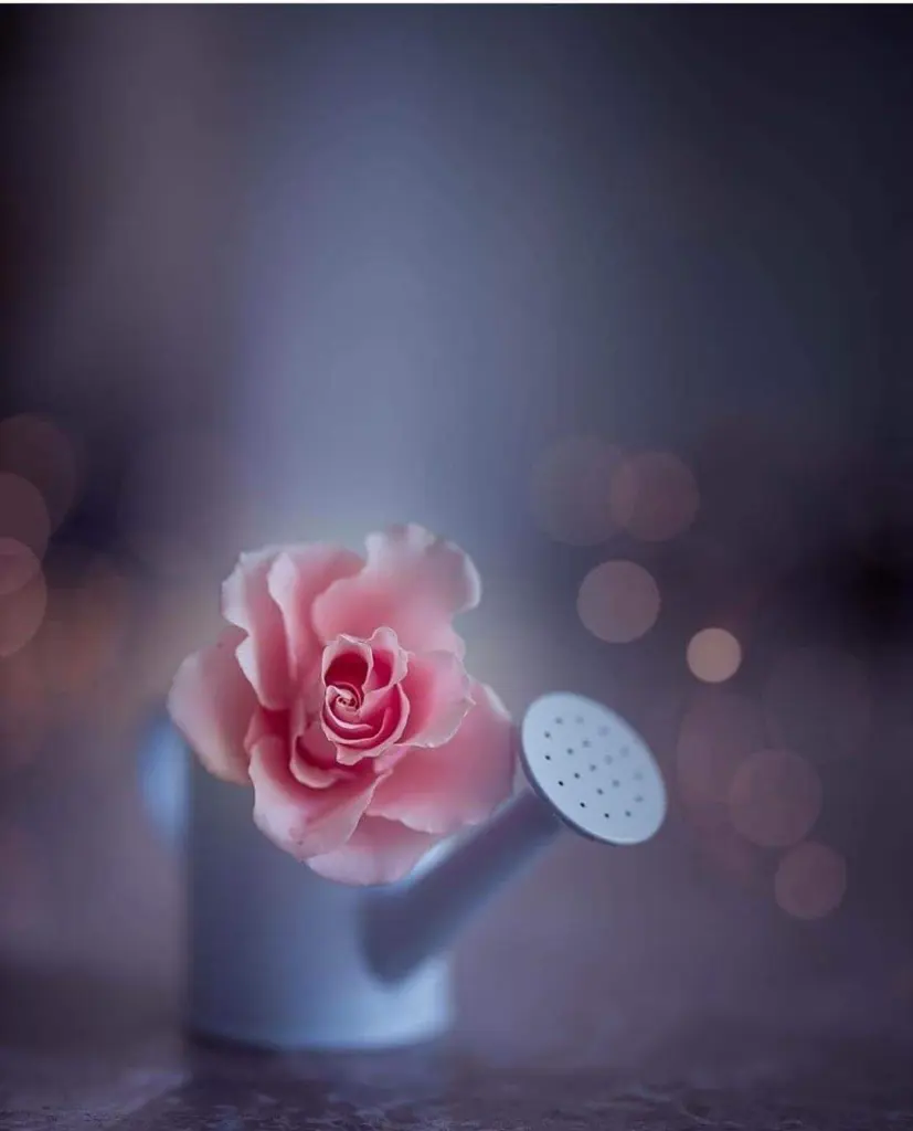 Condolence image of Sigrid
