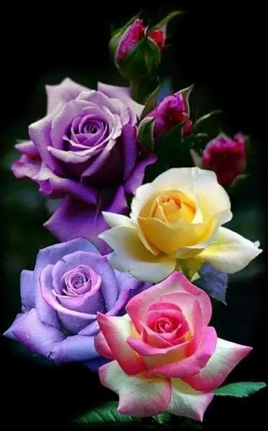 Condolence image of Sigrid