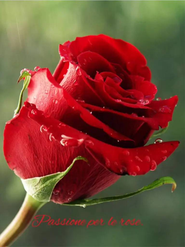 Condolence image of Sigrid