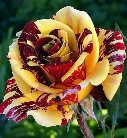 Condolence image of Sigrid