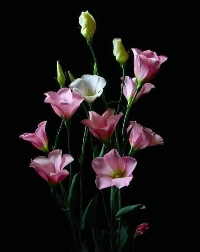 Condolence image of Sigrid