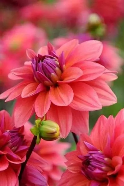 Condolence image of Sigrid