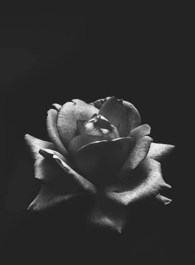 Condolence image of Sigrid