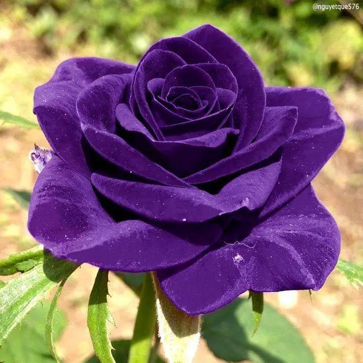 Condolence image of Sigrid