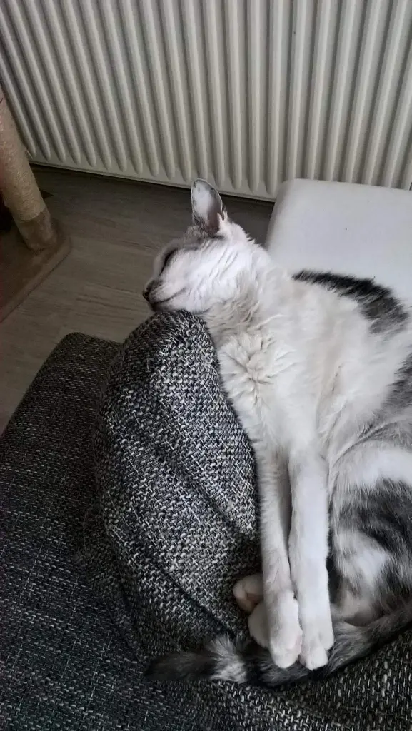 Condolence image of Sigrid