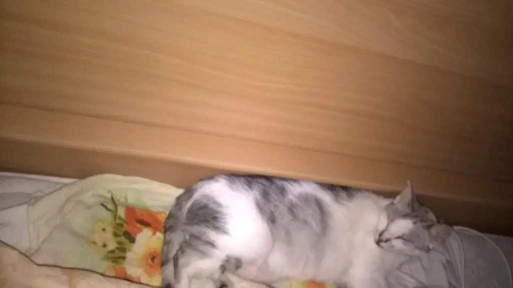 Condolence image of Sigrid