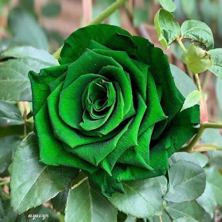 Condolence image of Sigrid