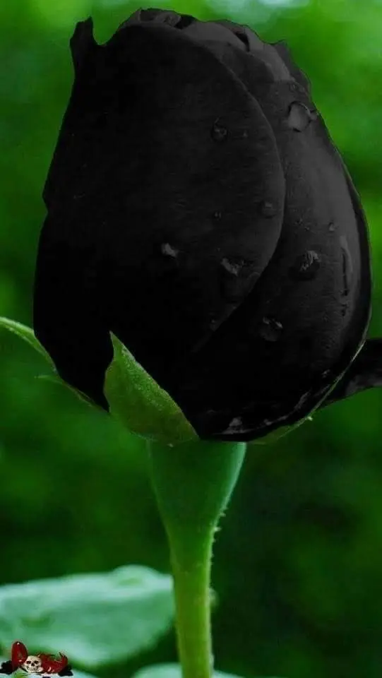 Condolence image of Sigrid