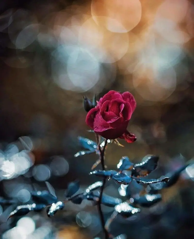 Condolence image of Sigrid