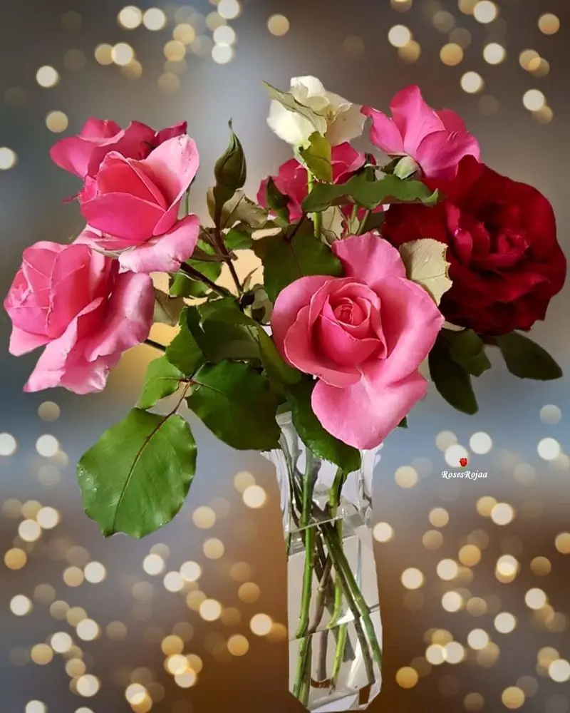 Condolence image of Sigrid