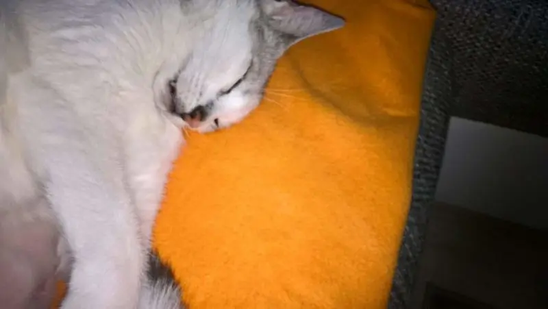Condolence image of Sigrid