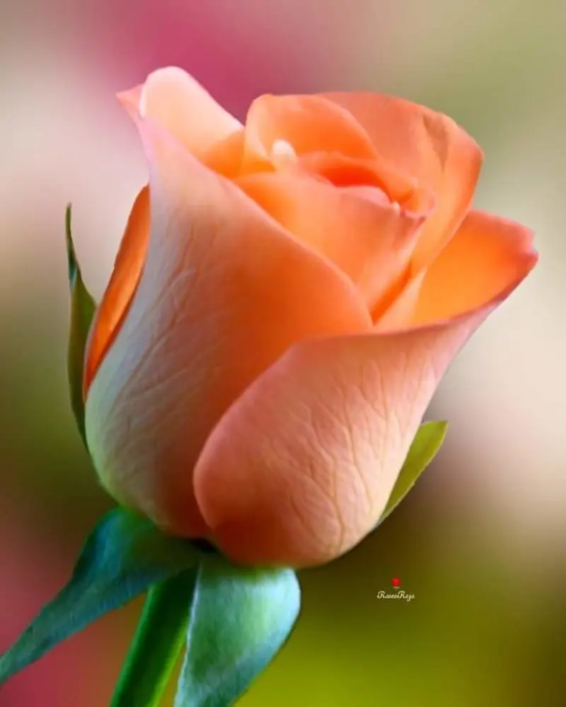 Condolence image of Sigrid