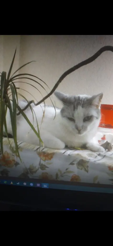 Condolence image of Sigrid