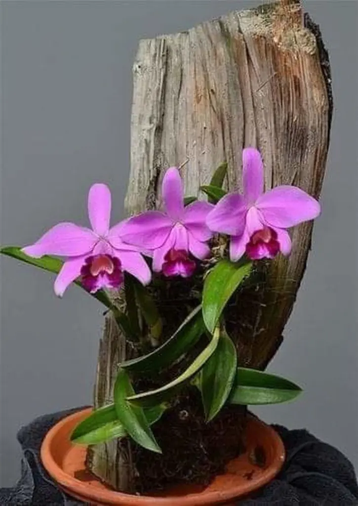 Condolence image of Sigrid