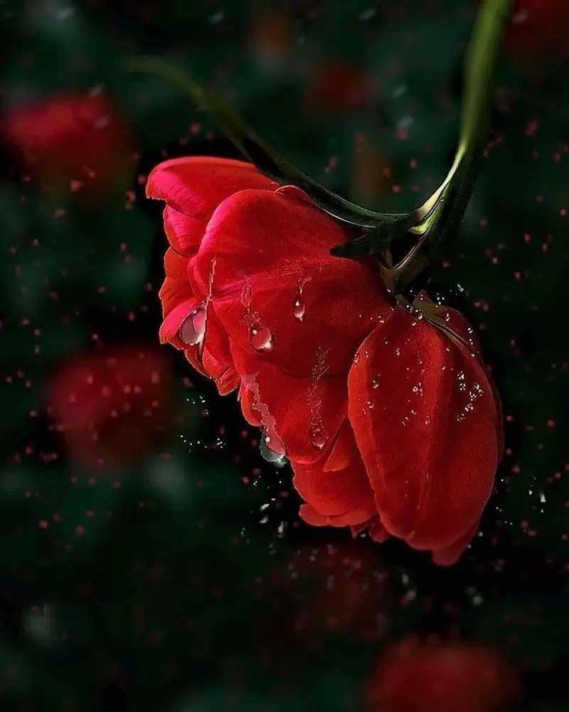 Condolence image of Sigrid