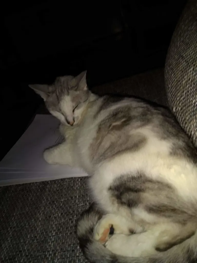 Condolence image of Sigrid
