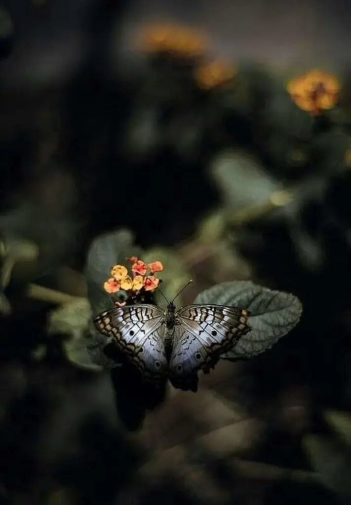 Condolence image of Ich