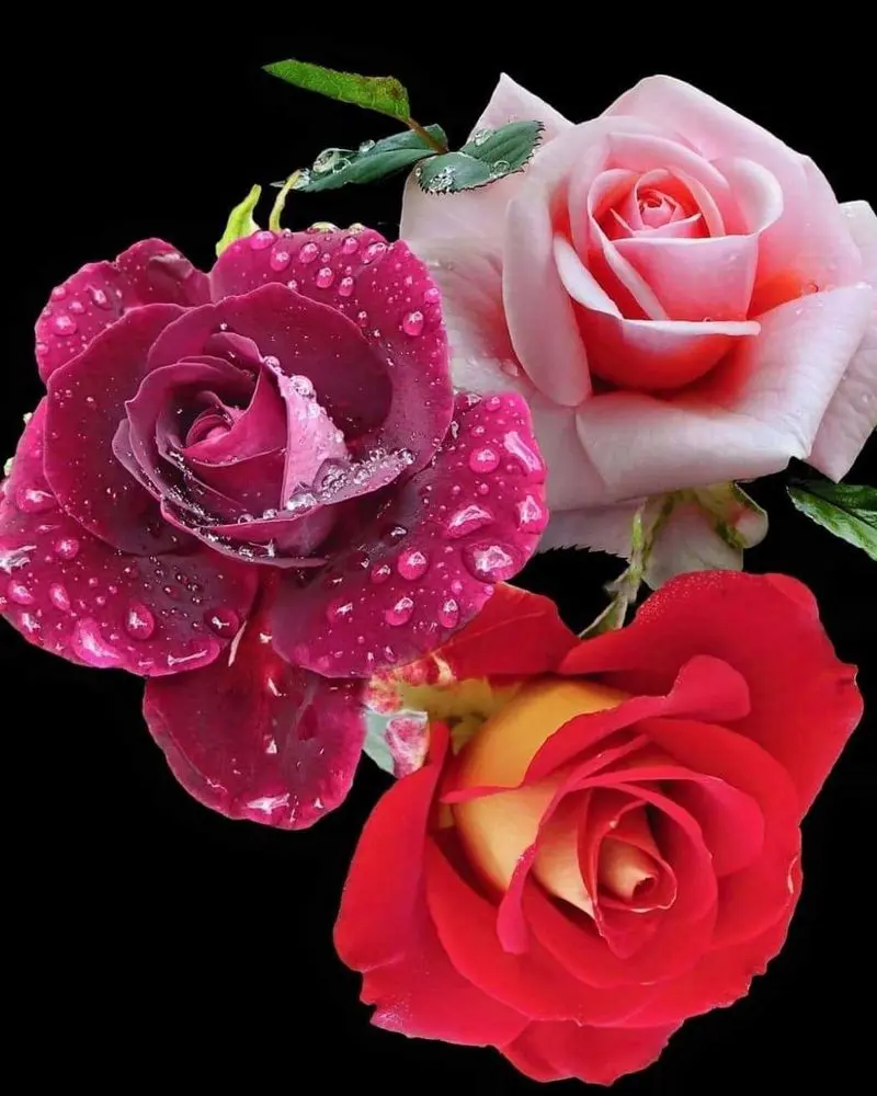 Condolence image of Sigrid