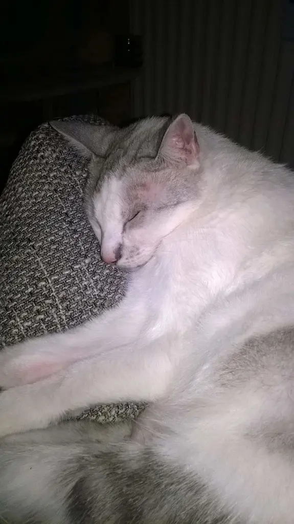 Condolence image of Sigrid