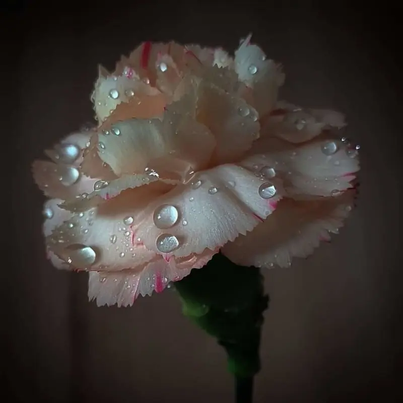 Condolence image of Sigrid
