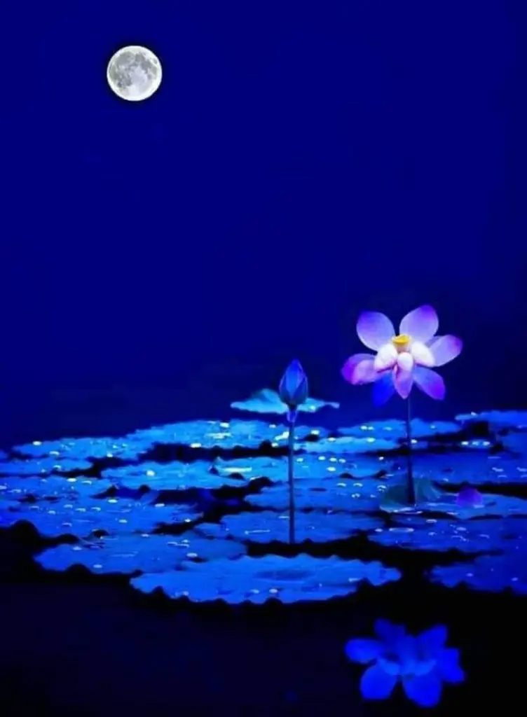 Condolence image of Sigrid