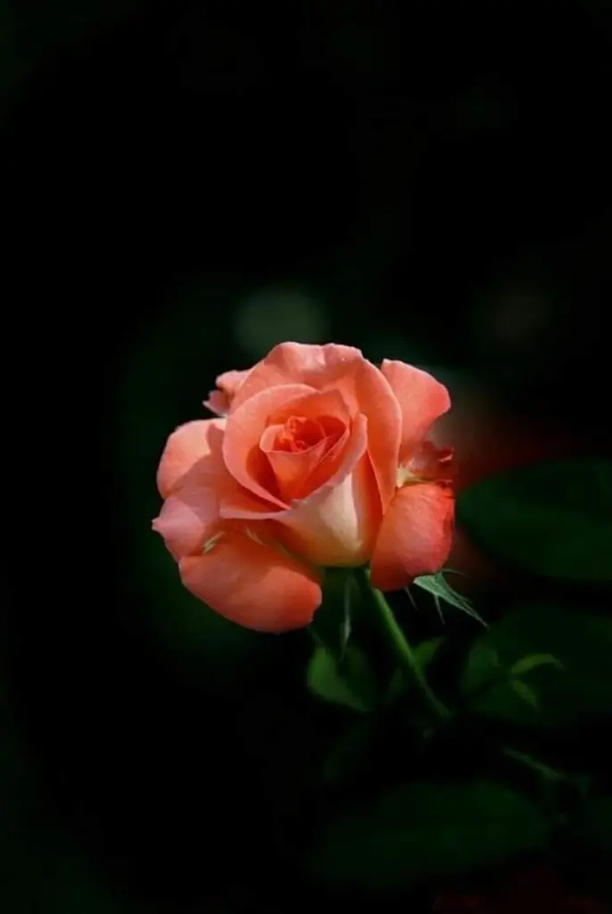 Condolence image of Sigrid