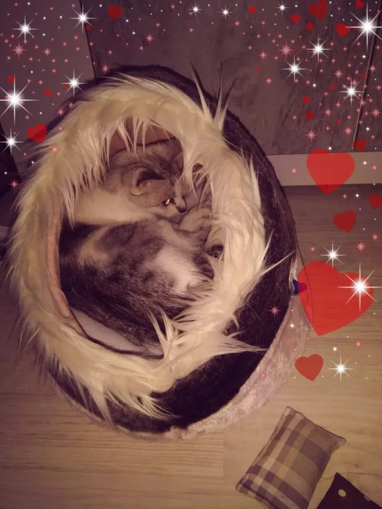 Condolence image of Sigrid