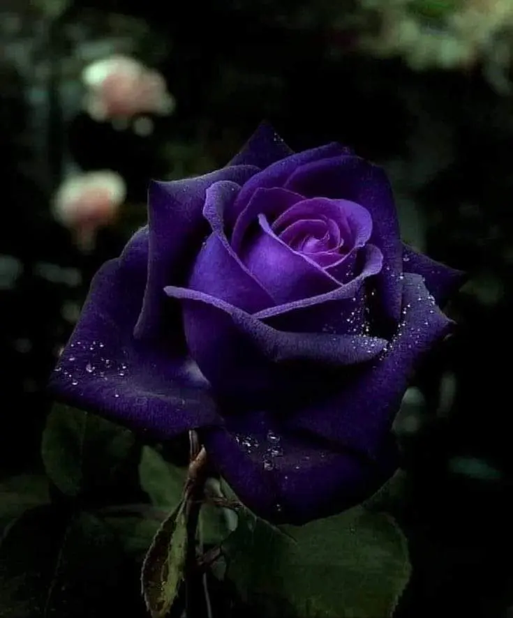 Condolence image of Sigrid