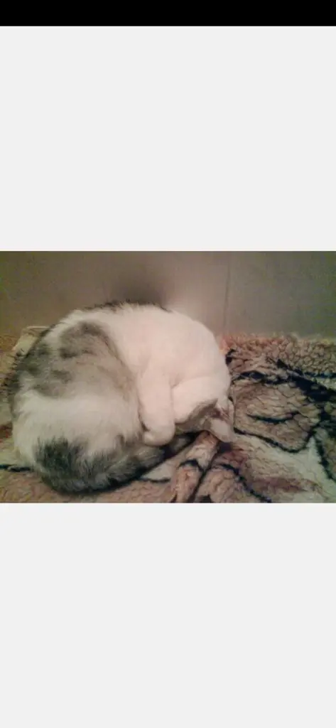 Condolence image of Sigrid