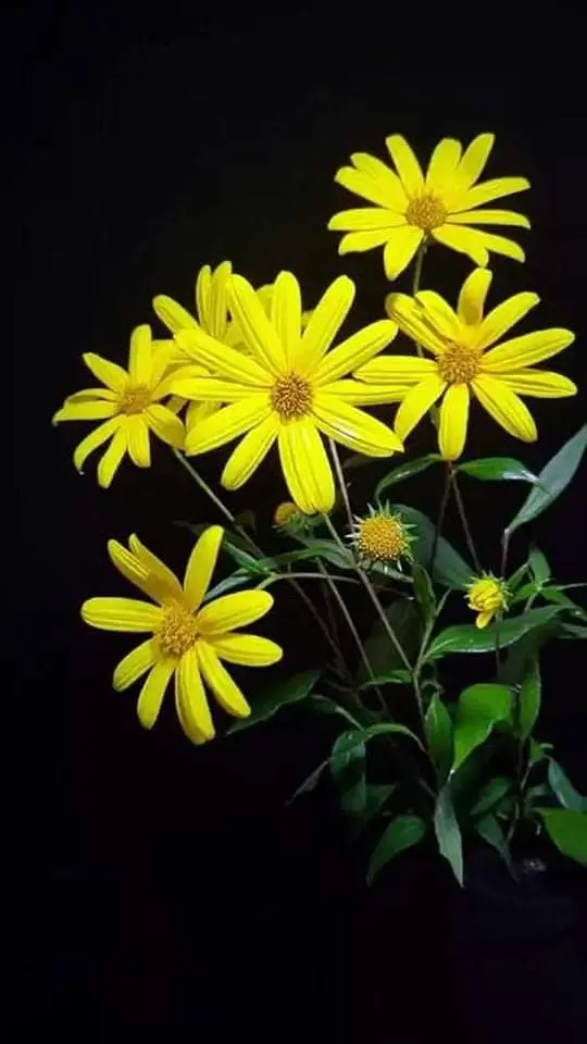 Condolence image of Sigrid