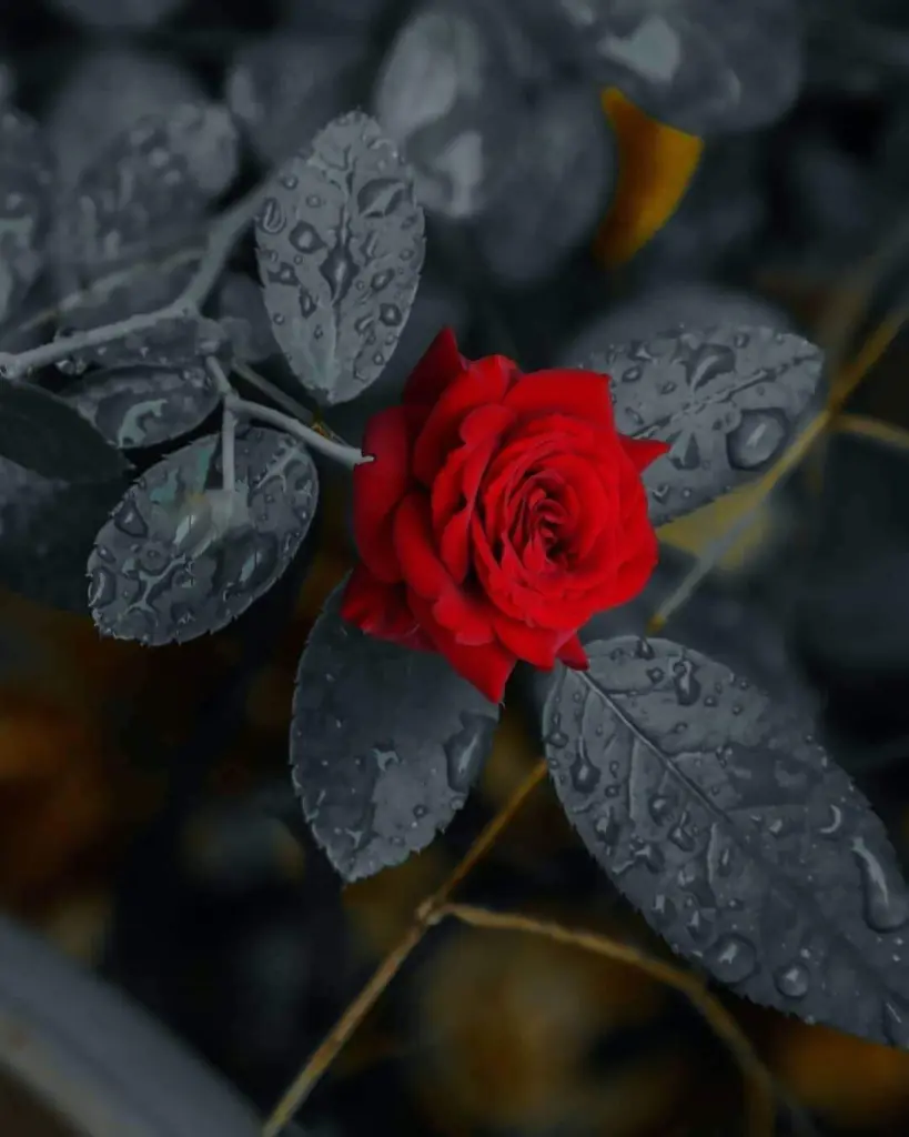 Condolence image of Sigrid