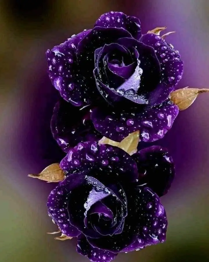 Condolence image of Sigrid