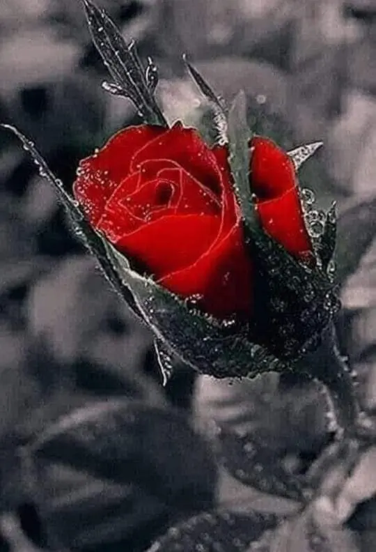 Condolence image of Sigrid