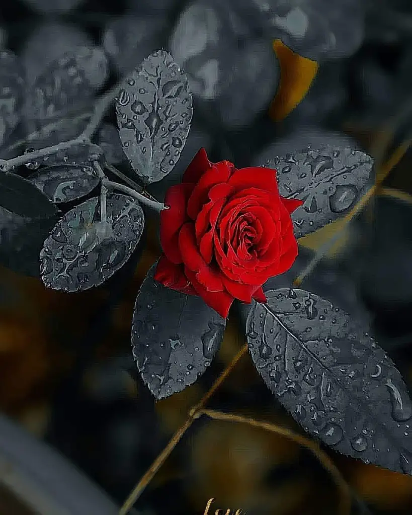 Condolence image of Sigrid