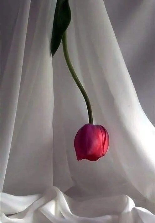 Condolence image of Sigrid