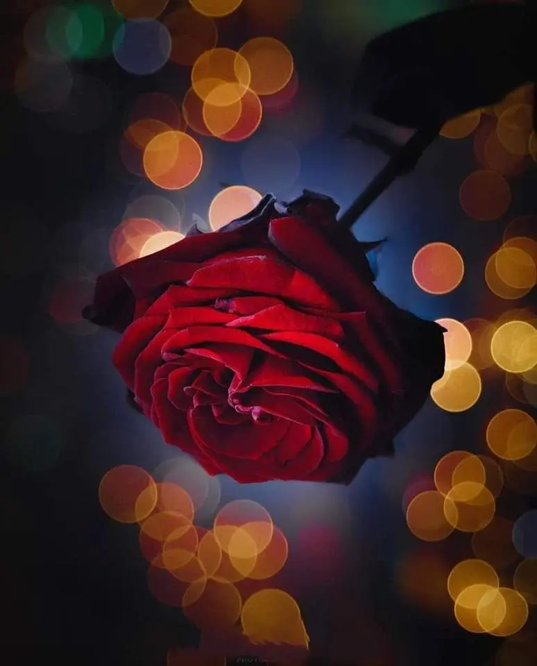 Condolence image of Sigrid
