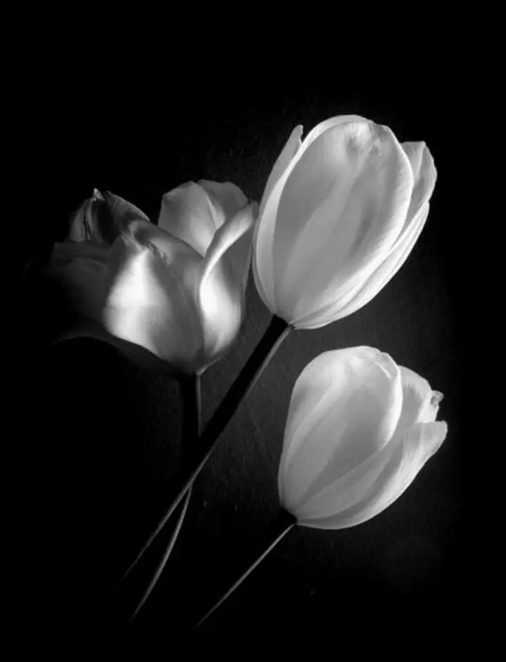 Condolence image of Sigrid