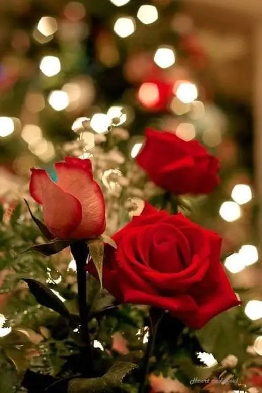 Condolence image of Sigrid