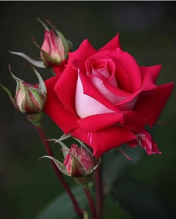 Condolence image of Sigrid