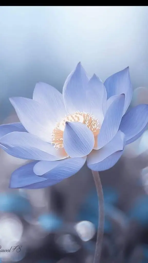 Condolence image of Sigrid