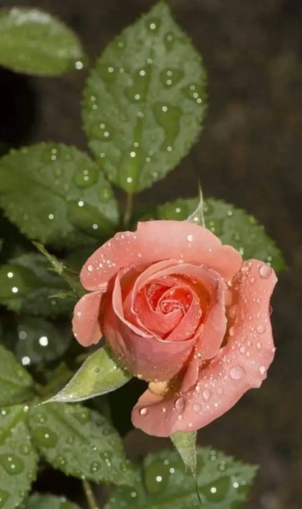 Condolence image of Sigrid