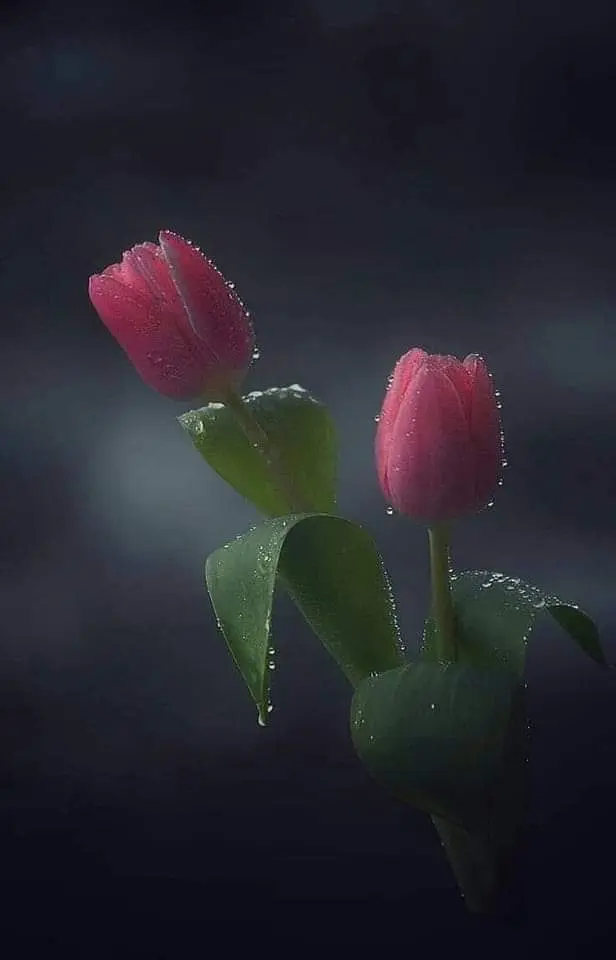 Condolence image of Sigrid