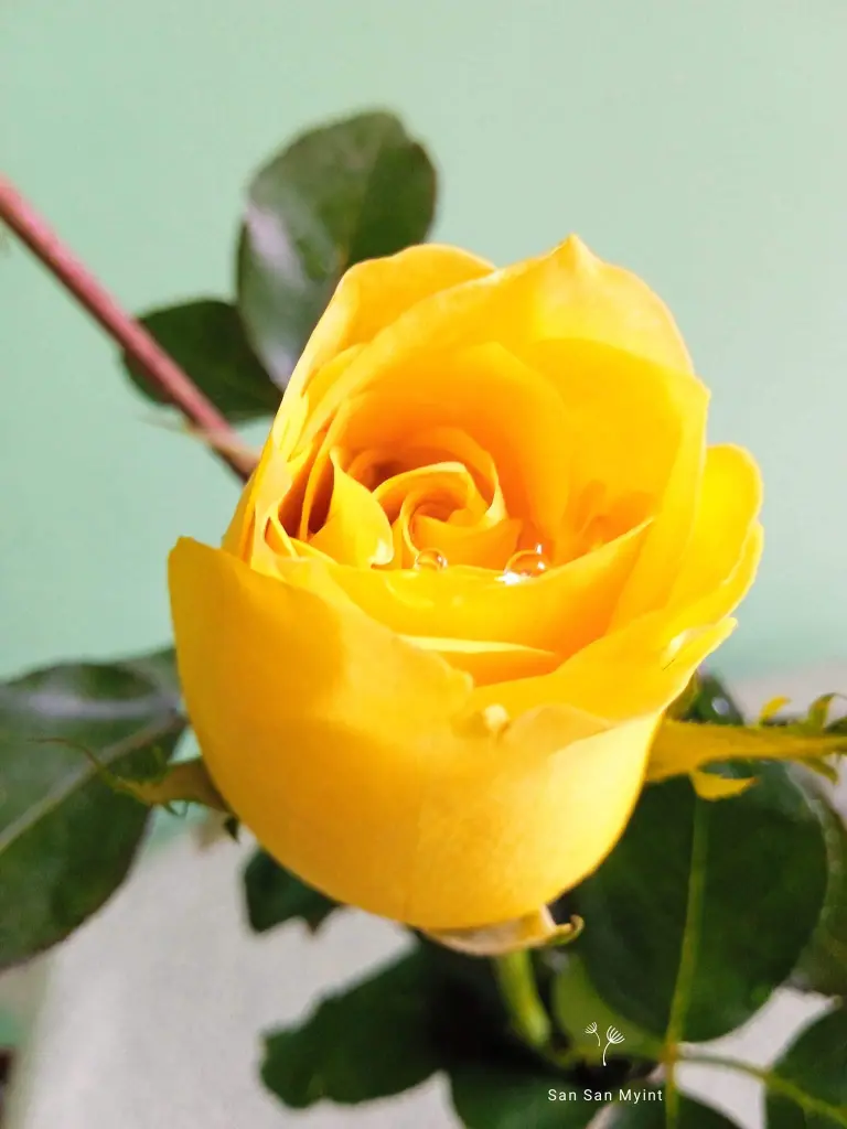 Condolence image of Sigrid