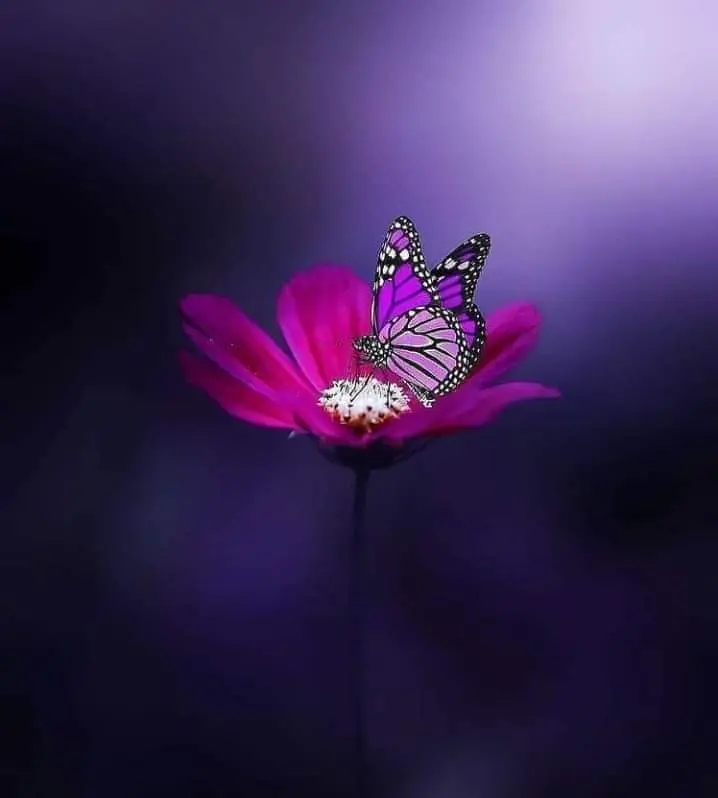 Condolence image of Sigrid