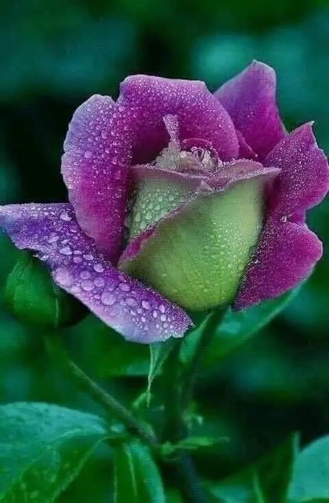 Condolence image of Sigrid