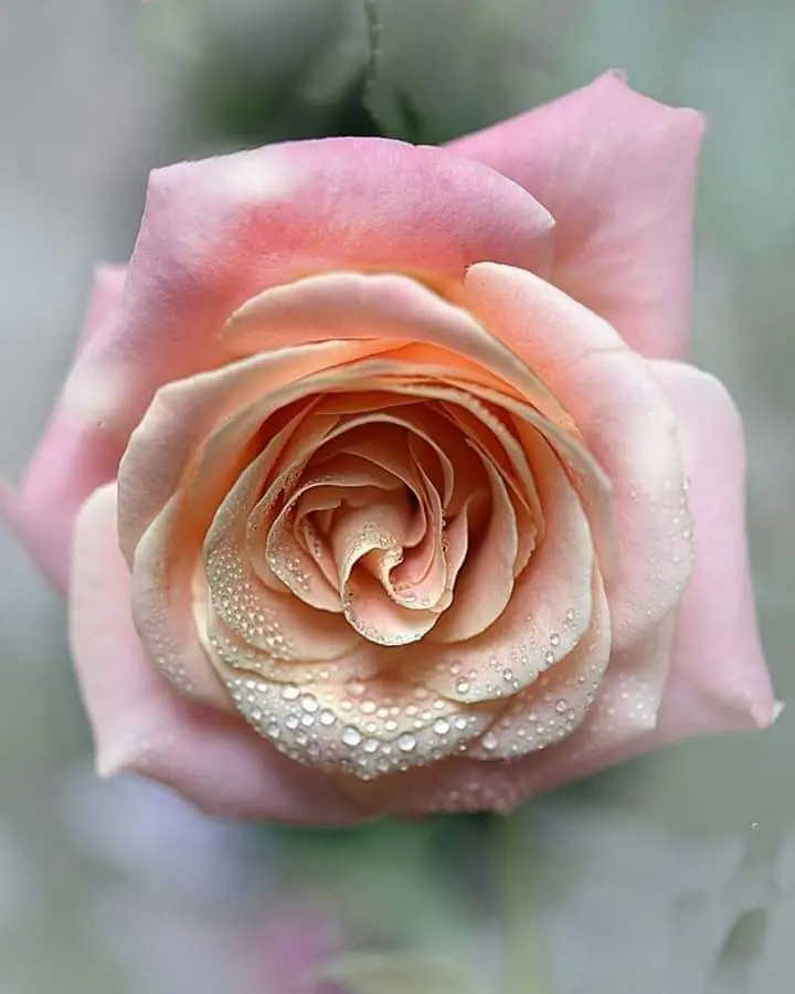 Condolence image of orgen
