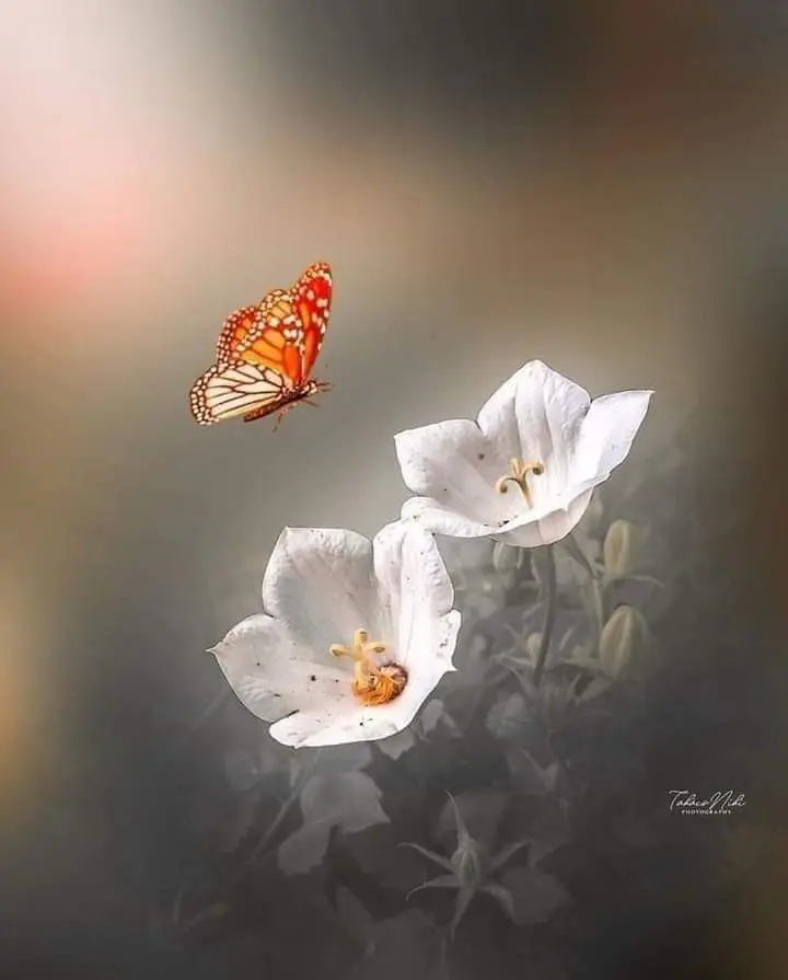 Condolence image of Sigrid