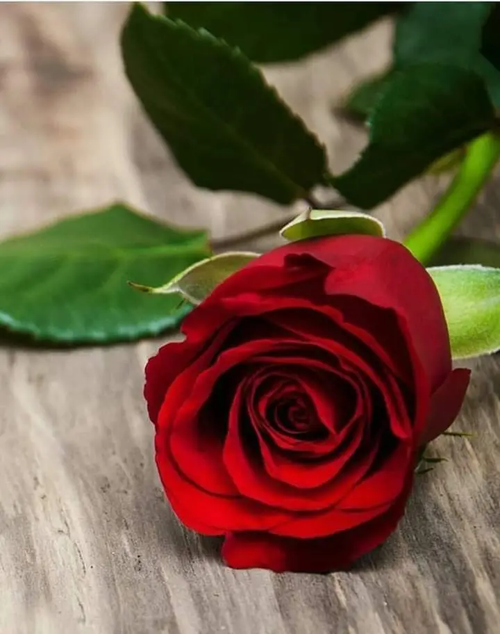 Condolence image of Sigrid